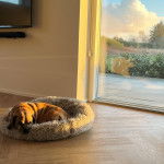 Un Daug à la fourrure fauve aux oreilles pendantes, allongé dans sa couchette et qui regarde la caméra.