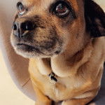 Photo d’un Daug bicolore allongé, qui regarde vers le haut et porte un collier autour du cou.