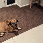 Un Daug de pelage bicolore aux oreilles tombantes, allongé sur une moquette, regarde la caméra.