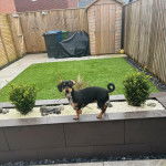 Photo d’un Daug au pelage bicolore debout sur un muret, la queue enroulée et qui regarde la caméra.