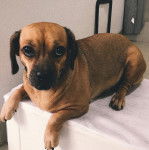 Un Daug au pelage peau fauve aux oreilles tombantes, allongé en regardant la caméra.