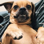 Un Daug au pelage bicolore avec des oreilles tombantes, allongé sur le dos et les pattes levées