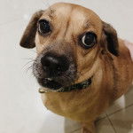 Un Daug à la robe bicolore, assis sur un sol carrelé, avec des oreilles tombantes et portant un collier autour du cou.