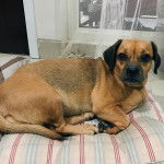 Un Daug de pelage bicolore, aux oreilles tombantes, allongé sur un lit et qui regarde la caméra.