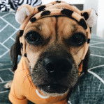 Photo d’un Daug à pelage bicolore qui est assis, porte un chapeau sur la tête et est vêtu d’orange.