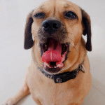 Un Daug au pelage bicolore allongé sur le sol, ouvrant grand la gueule et portant un collier autour du cou.