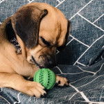 Un Daug bicolore à la fourrure bicolore et aux oreilles tombantes, allongé sur le sol, portant un collier autour du cou et semblant jouer avec une bal