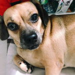 Un Daug de pelage bicolore, allongé et regardant la caméra, semble détendu.