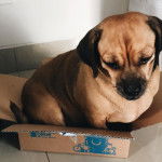 Un Daug à la robe bicolore et aux oreilles tombantes, assis dans un carton, semblant triste.