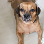 Un Daug  bicolore aux oreilles tombantes allongé sur un sol carrelé et qui semble détendu.