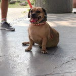 Un Daug bicolore est assis sur le sol, la langue pendante hors de sa gueule et retenue par une laisse.