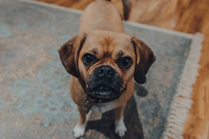 Un Daug au pelage fauve, sur un tapis