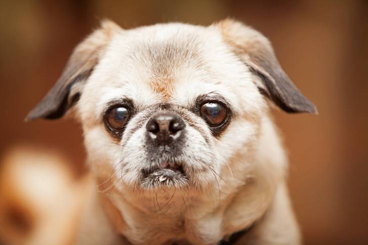 Un gros plan d'un Daug au pelage fauve