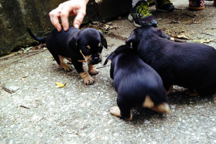 Trois chiots Daugs au pelage bicolore noir et fauve, se faisant caresser