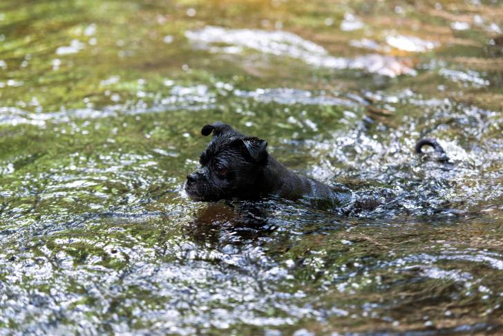 Un Daug au pelage noir, nageant dans une rivière