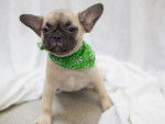 Un Frug portant un bandana vert assis sur une couverture blanche