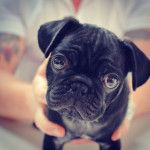 Photo d’une personne tenant un Frug noir dans ses mains