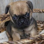 Un Frug assis dans un panier tressé