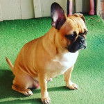 Un Frug assis sur une pelouse artificielle verte