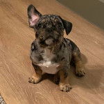 Un Frug assis sur un sol en bois