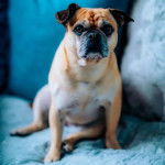 Un Frug assis sur un lit bleu avec un oreiller bleu derrière lui