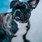 Photo en gros plan d'un Frug regardant la caméra, la bouche légèrement ouverte et la langue visible