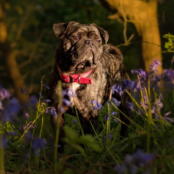 Un Frug noir en posture quadrupède dans un champ de fleurs violettes