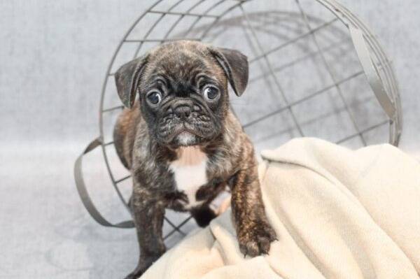 Un Frug assis sur une couverture beige