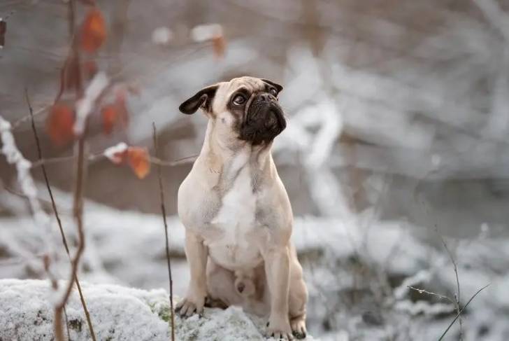 Un Frug de couleur claire assis sur ses pattes arrière dans une forêt enneigée