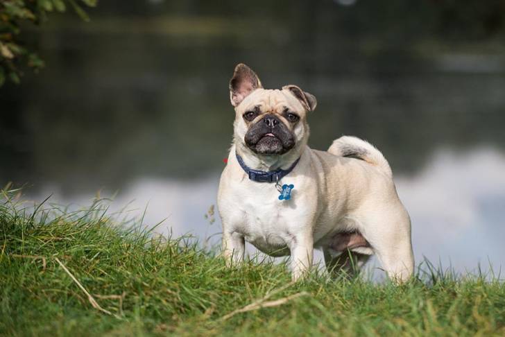 Un Frug avec un collier bleu et une clochette debout sur une rive herbeuse devant un plan d’eau