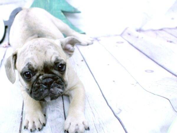 Un Frug allongé sur un sol en bois