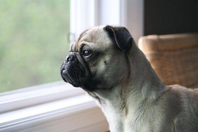 Un Frug assis sur un rebord de fenêtre et regardant par la fenêtre