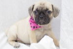 Un Frug portant un bandana rose et assis sur une couverture blanche