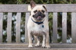 Un Frug portant un collier debout sur un banc en bois