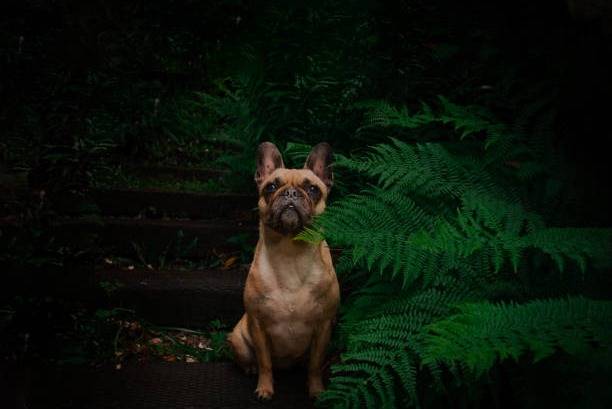 Un Frug assis sur un escalier en bois dans une forêt sombre