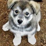 Un Siberian Hug assis sur un tas de feuilles