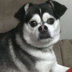 Un Siberian Hug assis sur un canapé 