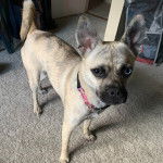 Un Siberian arborant un collier et debout sur une moquette dans une pièce