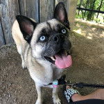 Un Siberian Hug tenu en laisse dans une zone boisée avec une clôture et des arbres