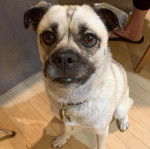 Un Hug avec un collier est assis sur un plancher en bois et regardant en direction de la caméra