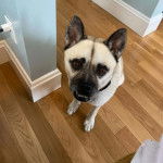 Un Siberian Hug se tenant sur un plancher en bois tout en regardant la caméra