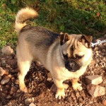 Photo prise de haut d'un Siberian Hug debout sur un sol rocheux avec sa queue recourbée sur son dos