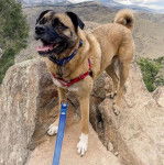 Un Siberian Hug portant un harnais rouge et une laisse bleue et debout sur un grand rocher