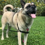 Un Siberian Hug portant un harnais noir et debout dans un jardin