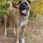 Un Siberian Hug tenu en laisse dans un parc