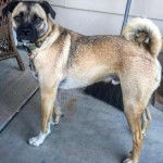 Un Siberian Hug avec un collier et une médaille debout sur un porche