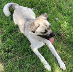 Photo prise de haut d'un Siberian Hug allongé sur une pelouse verdoyante