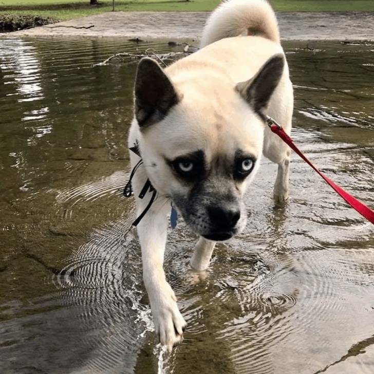 Un Siberian Hug marchant dans un plan d’eau peu profond