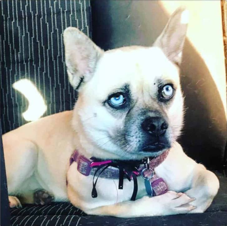 Un Siberian Hug portant un collier rose et allongé sur un canapé à rayures grises