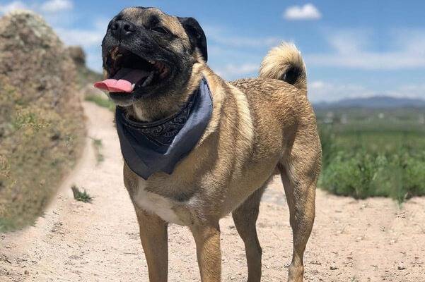 Un Siberian Hug portant un bandana debout sur un chemin de terre avec sa bouche ouverte